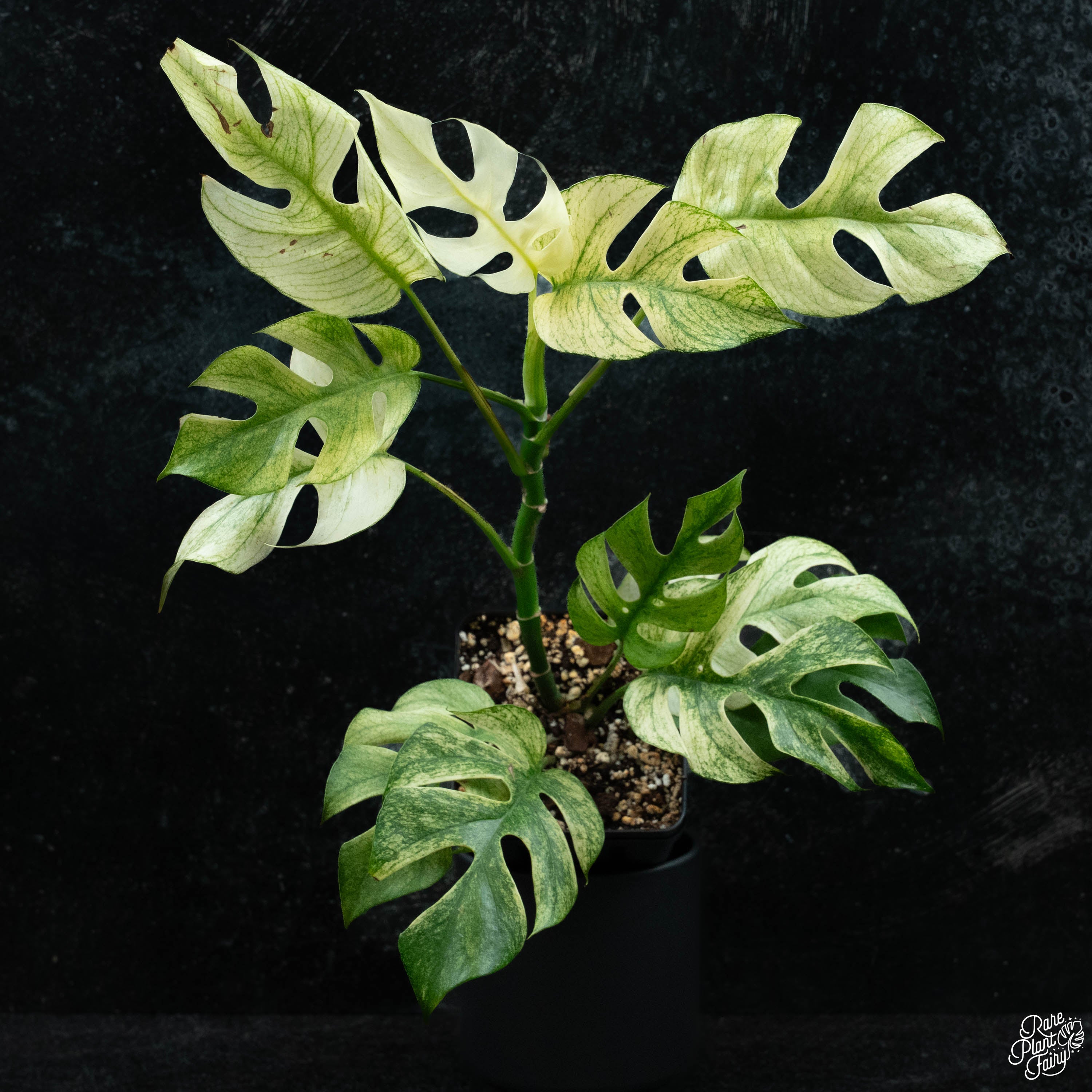 rhaphidophora tetrasperma vs monstera adansonii Rhaphidophora tetrasperma mint aka 'White Monster' variegated *Grower's Choice*