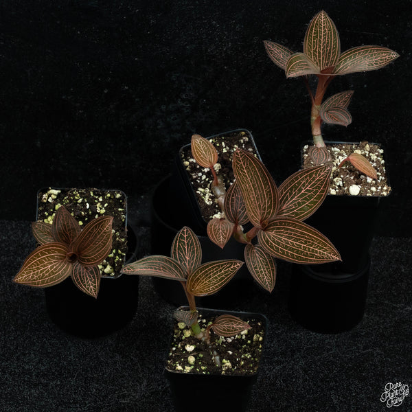 Anoectochilus roxburghii x Ludisia discolor jewel orchid *Grower's choice*