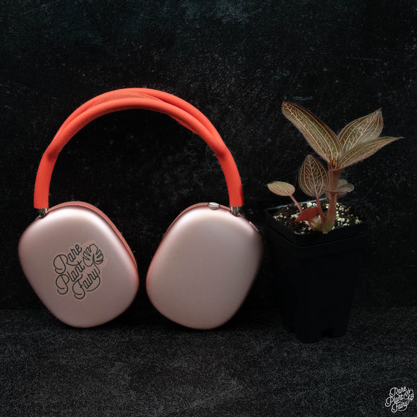 Anoectochilus roxburghii x Ludisia discolor jewel orchid *Grower's choice*