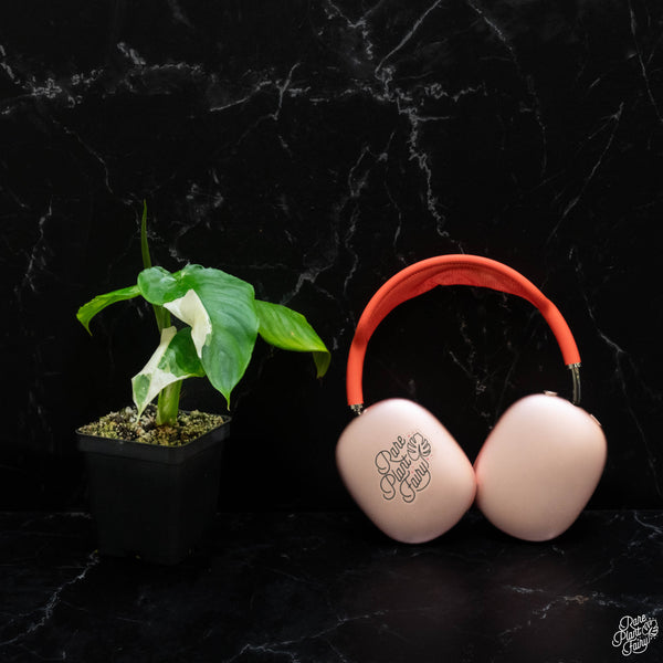 Schismatoglottis sp. albo variegated *Grower's choice*