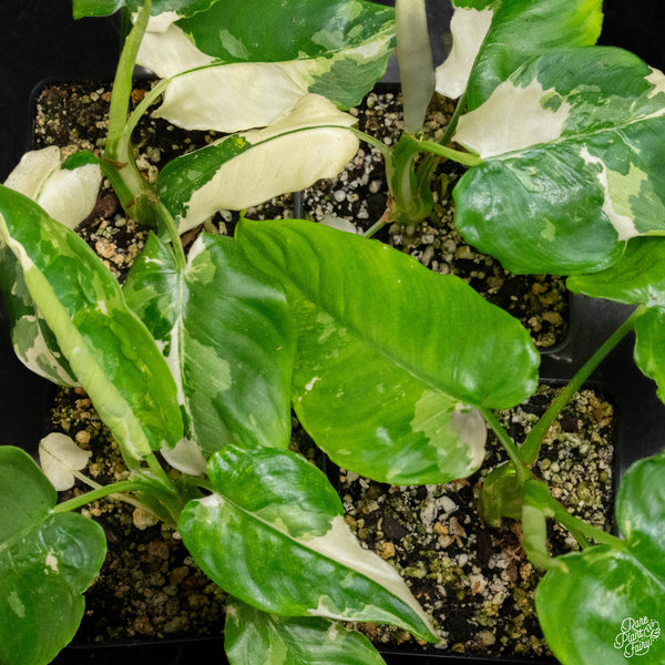 Schismatoglottis sp. albo variegated *Grower's choice*