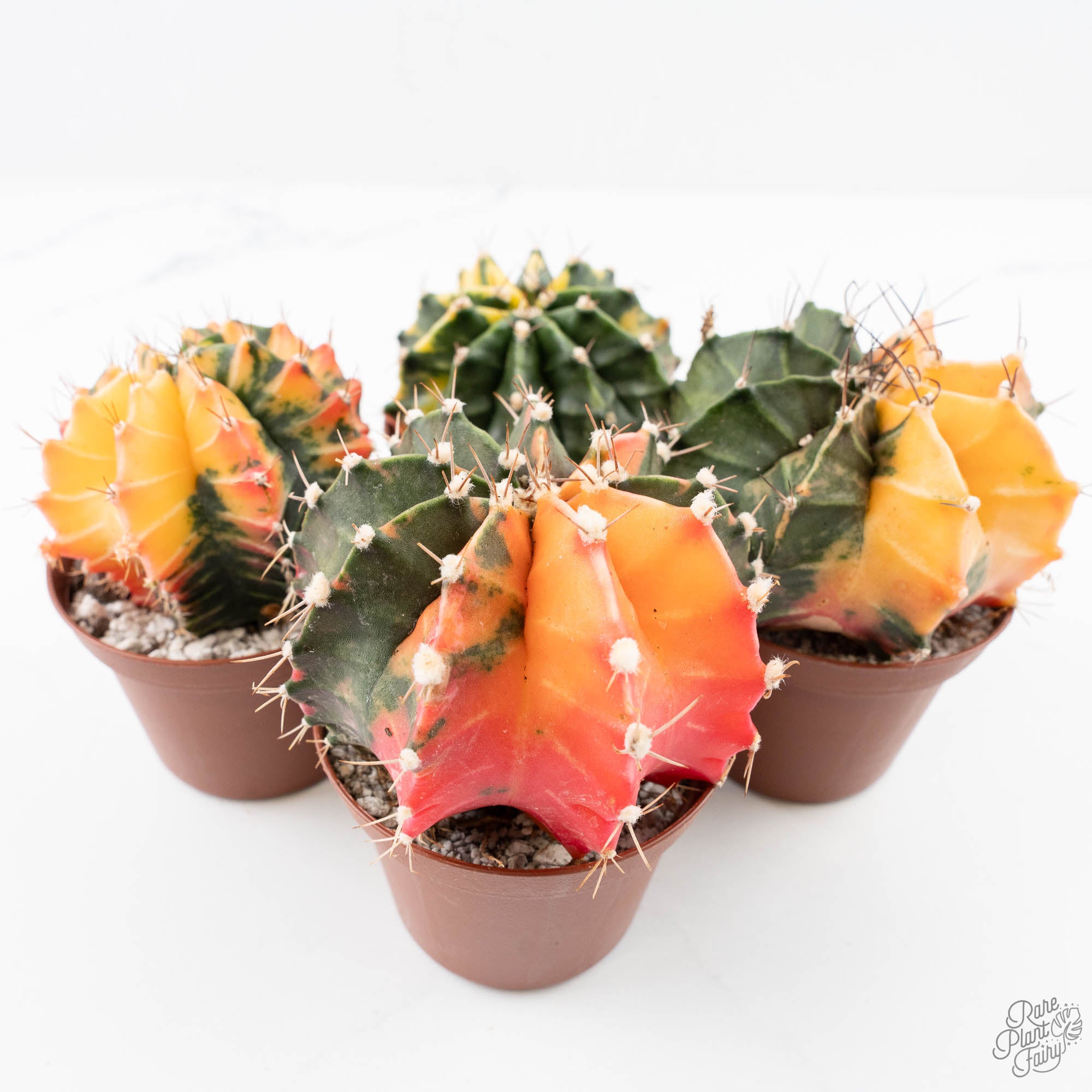 colorful cactus succulents Gymnocalycium Mihanovichii Variegated Cactus *Grower's Choice*