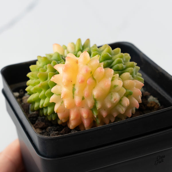 Gymnocalycium Mihanovichii Inermis Cristata ‘Spineless’ Variegated Cactus (wk48-C)