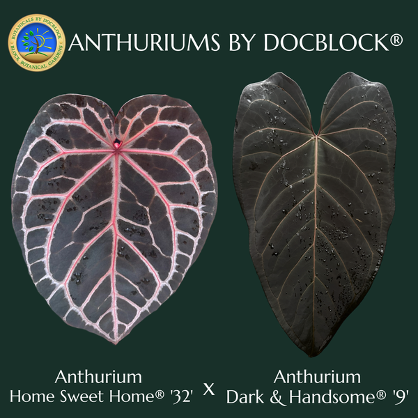 Anthurium Home, Sweet Home '32' x Dark & Handsome '9' by DocBlock® (wk48-N)