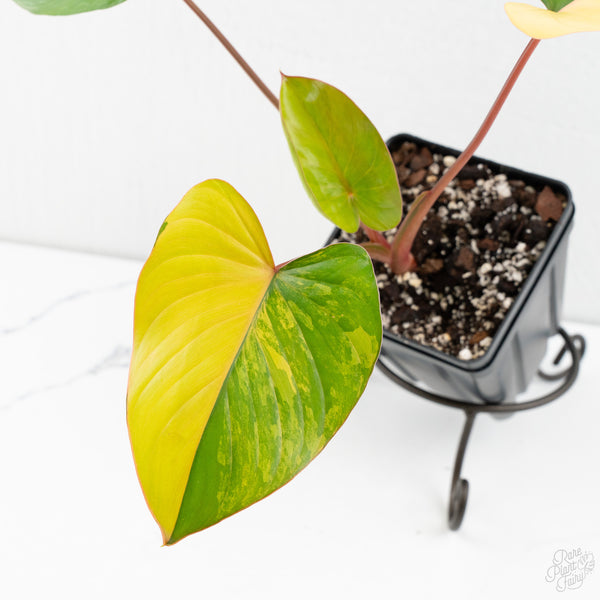 Homalomena Rubescens Aurea Variegated (wk9-R)