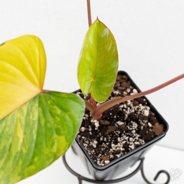 Homalomena Rubescens Aurea Variegated (wk9-R)