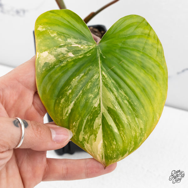 Homalomena Rubescens Aurea Variegated (wk42-A)