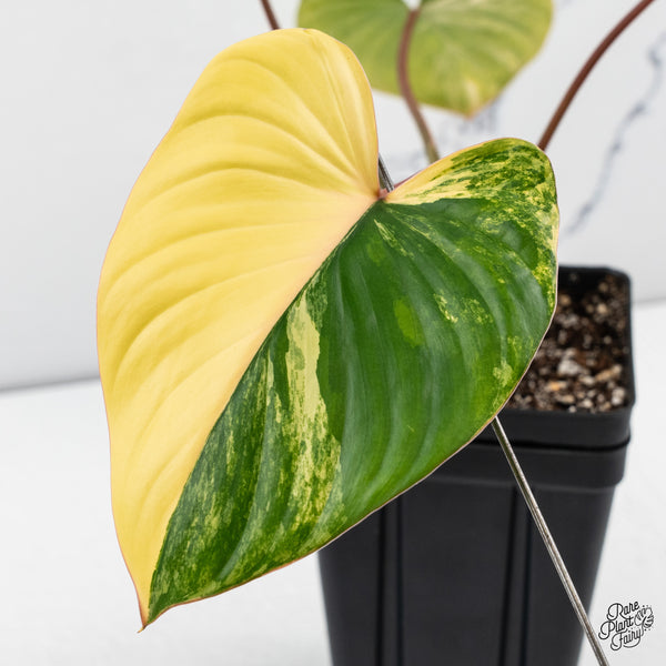 Homalomena Rubescens Aurea Variegated (wk42-A)