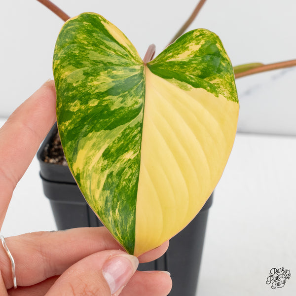 Homalomena Rubescens Aurea Variegated (wk42-A)