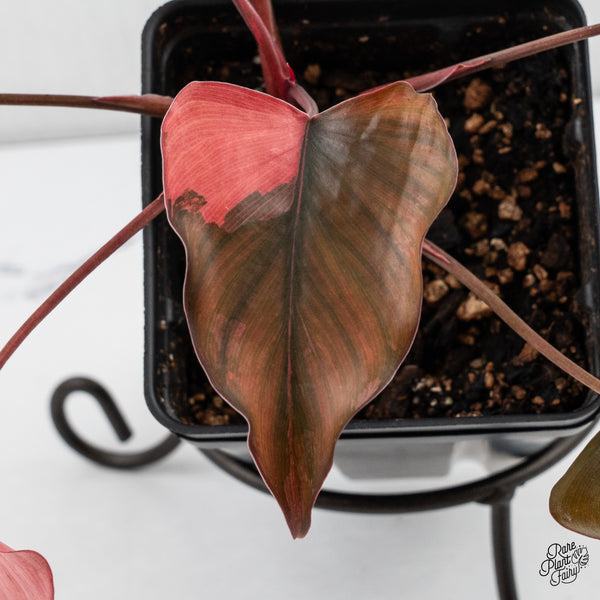 Homalomena cf. Aromatica (Spreng.) Variegated 'Pink Diamond' (wk4-C)