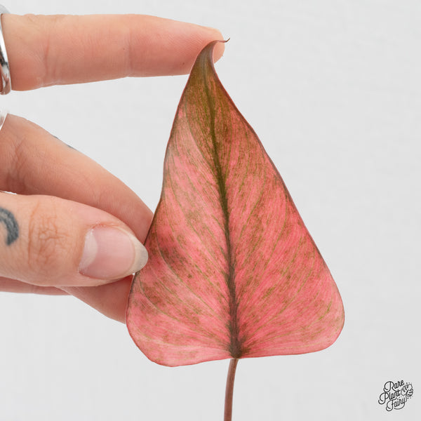 Homalomena cf. Aromatica (Spreng.) Variegated 'Pink Diamond' (wk4-C)