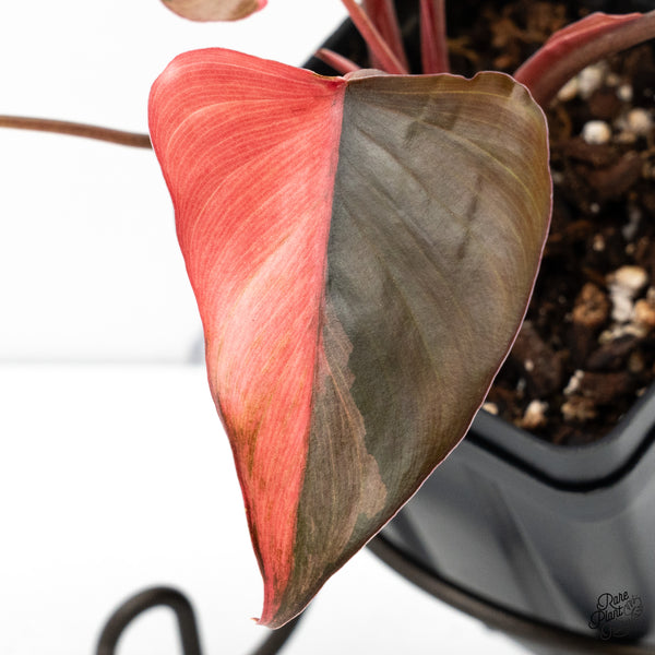 Homalomena cf. Aromatica (Spreng.) Variegated 'Pink Diamond' (wk48-B)