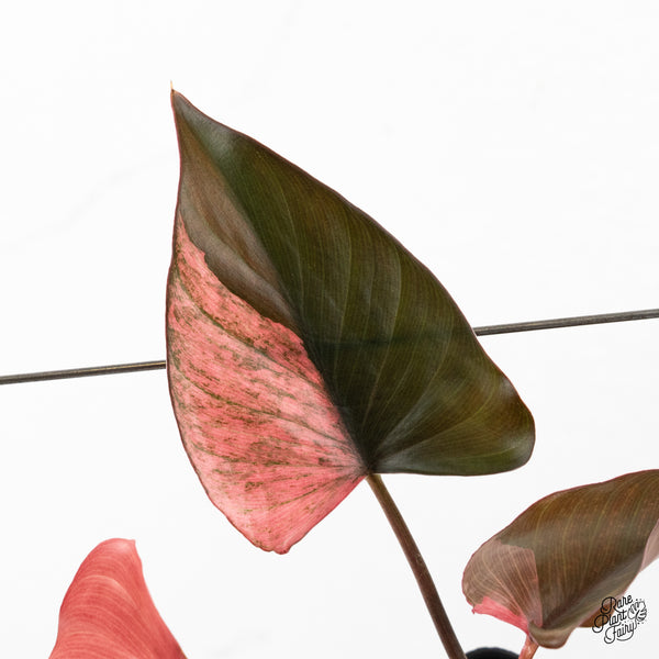 Homalomena cf. Aromatica (Spreng.) Variegated 'Pink Diamond' (wk48-B)