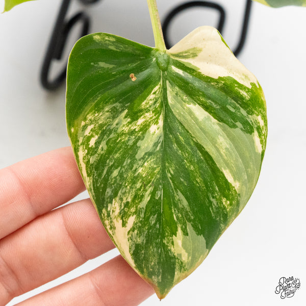 Homalomena Rubescens Aurea Variegated (wk42-E)