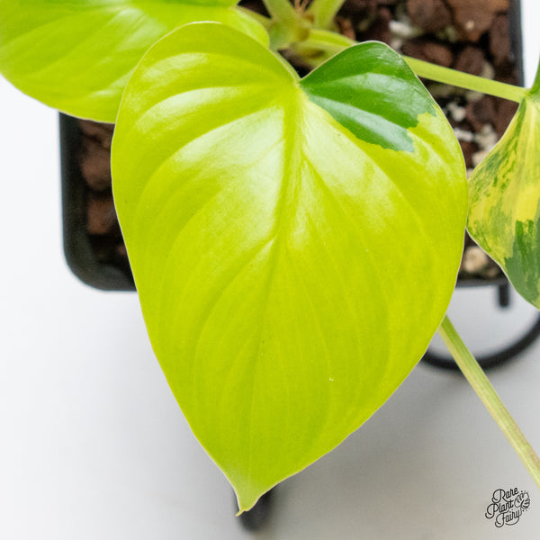 Homalomena Rubescens Aurea Variegated (wk42-E)