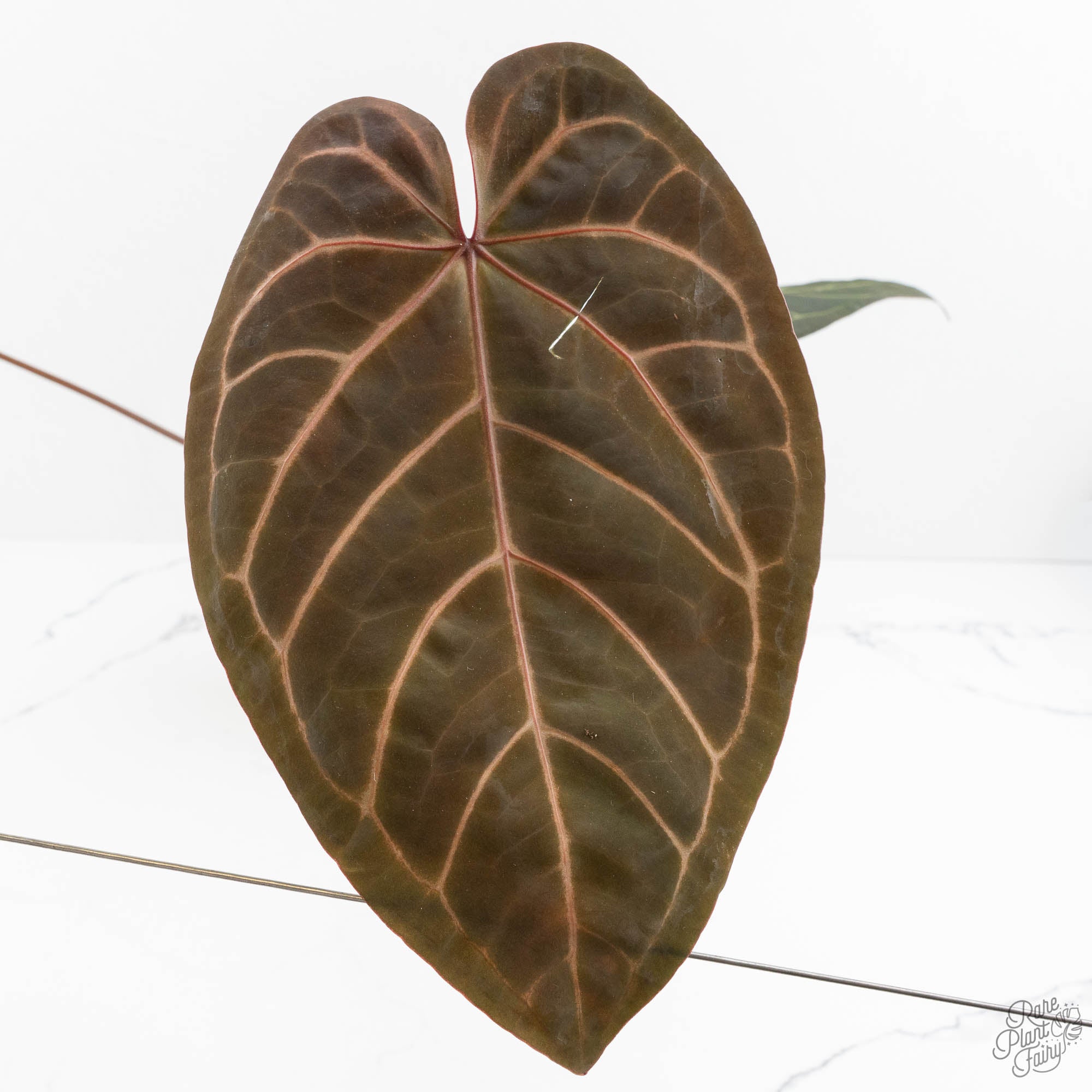 anthurium l Anthurium Home, Sweet Home '32' x Dark & Handsome '9' by DocBlock (wk18-L)