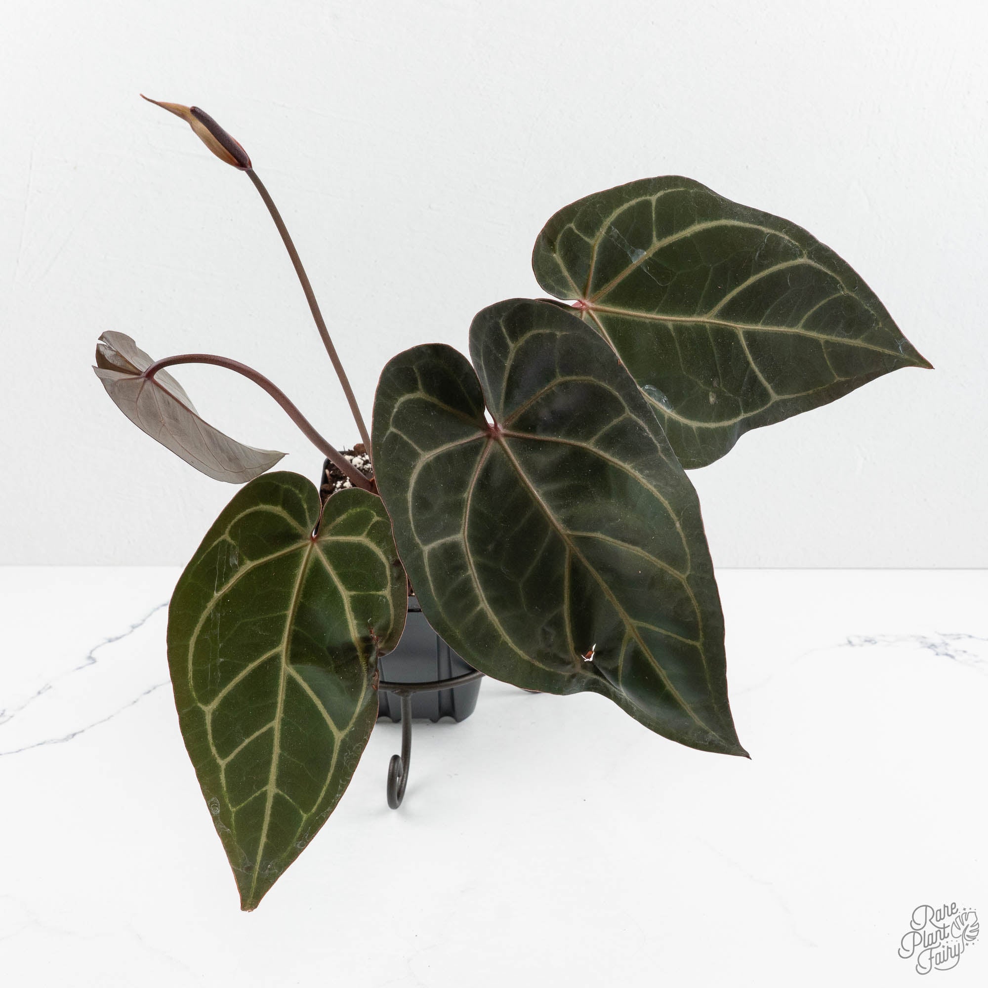 anthurium for the home Anthurium Home, Sweet Home '32' x Dark & Handsome '9' by DocBlock (wk18-T)