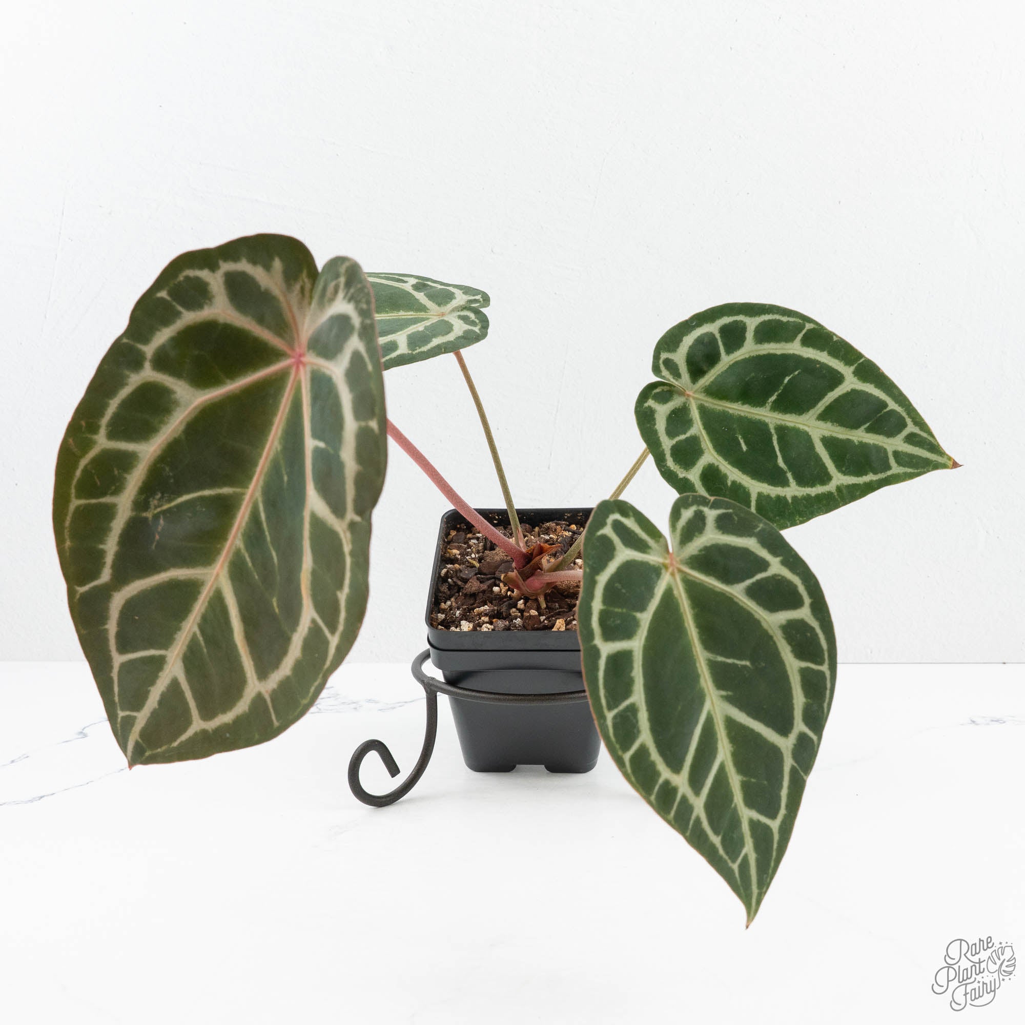 anthurium 15 Anthurium Home, Sweet Home '32' x Dark & Handsome '9' by DocBlock (wk19-N)