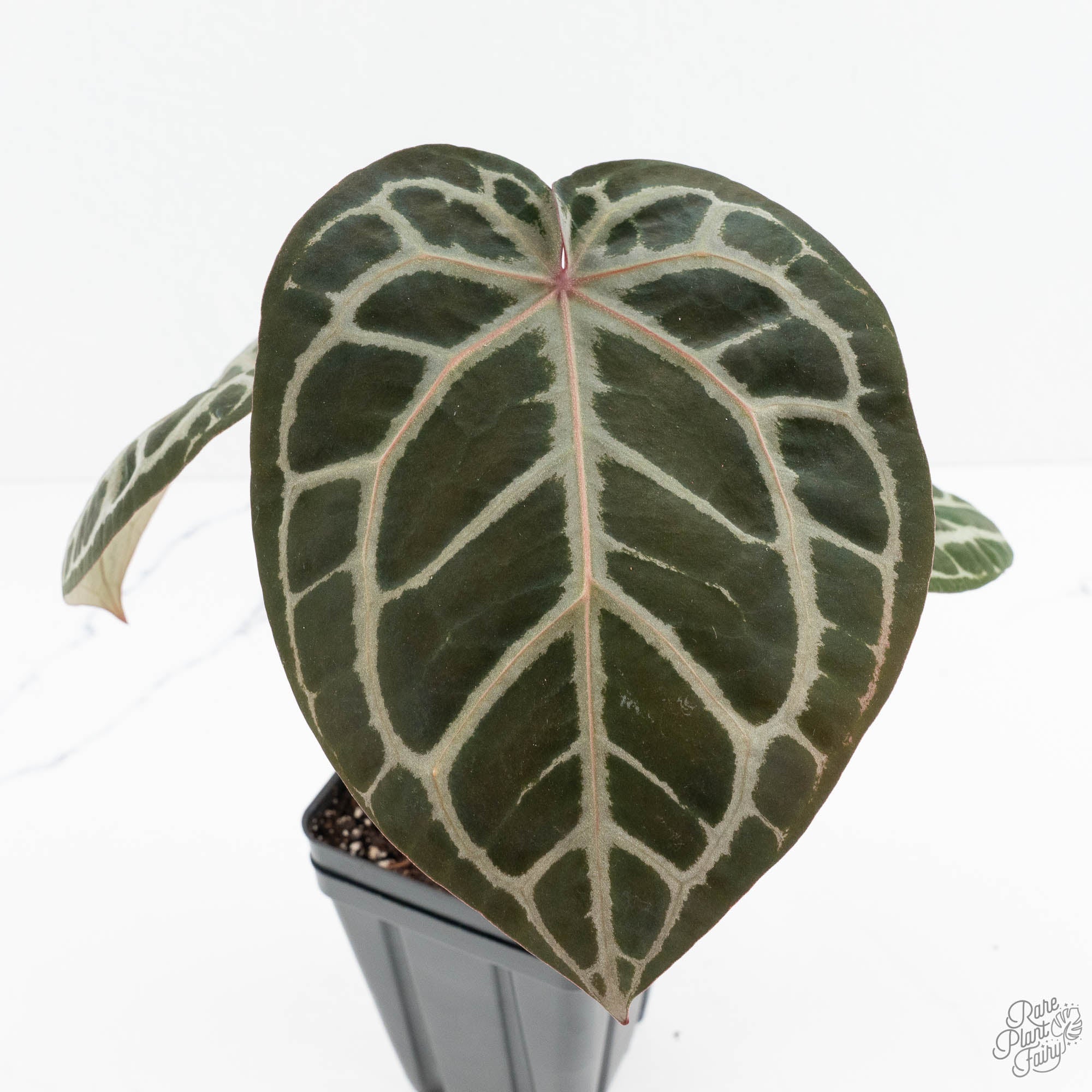 Anthurium Home, Sweet Home '32' x Dark & Handsome '9' by DocBlock