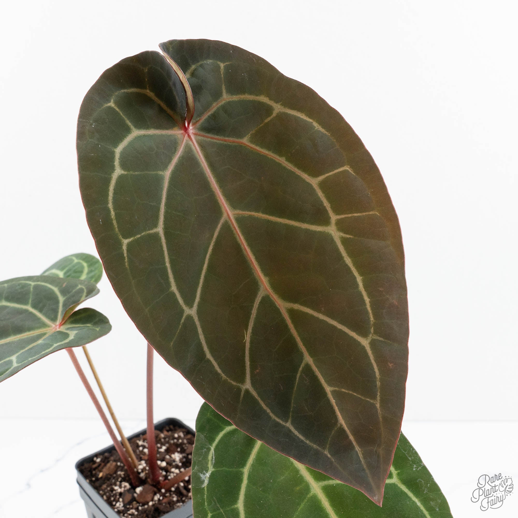 anthurium for the home Anthurium Home, Sweet Home '32' x Dark & Handsome '9' by DocBlock (wk19-P)