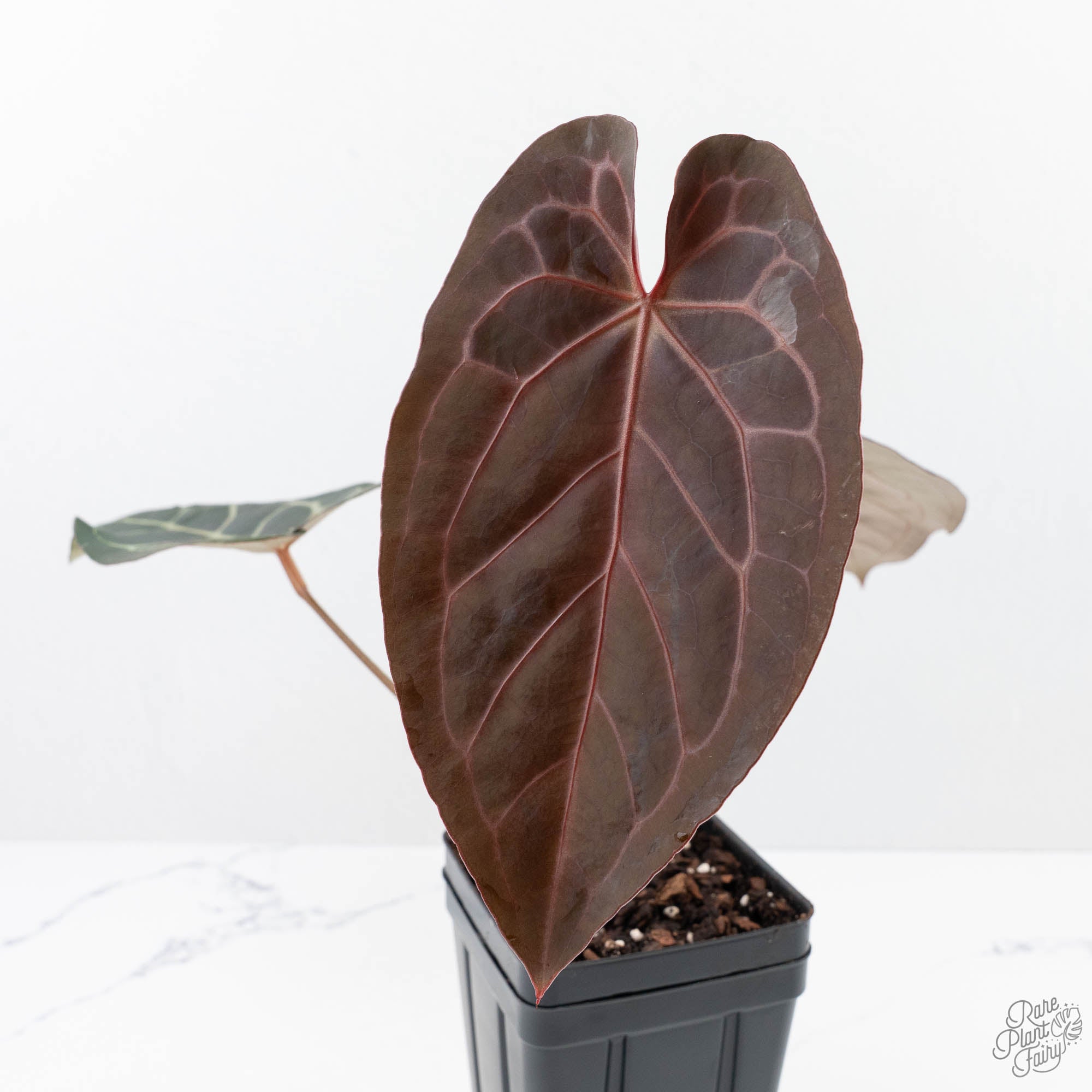anthurium for the home Anthurium Home, Sweet Home '32' x Dark & Handsome '9' by DocBlock® (wk – Rare Plant Fairy