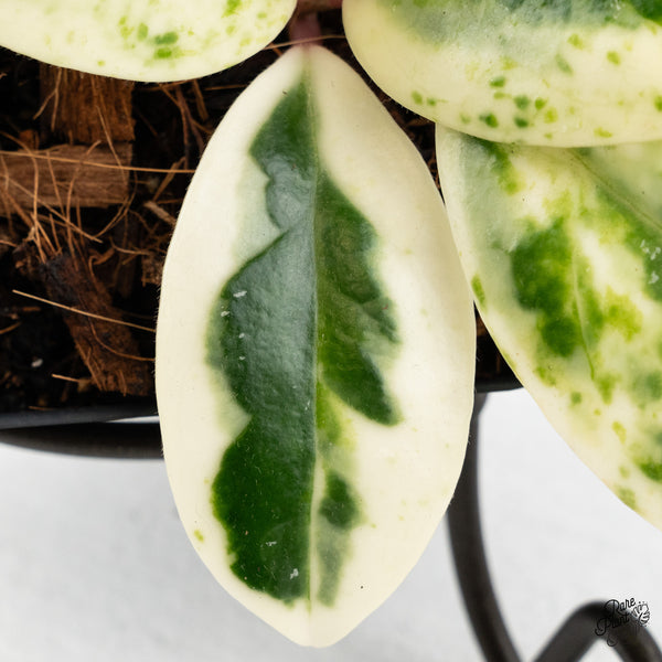 Hoya Carnosa 'Madara' (aka 'Snow Angel') (wk48-A)