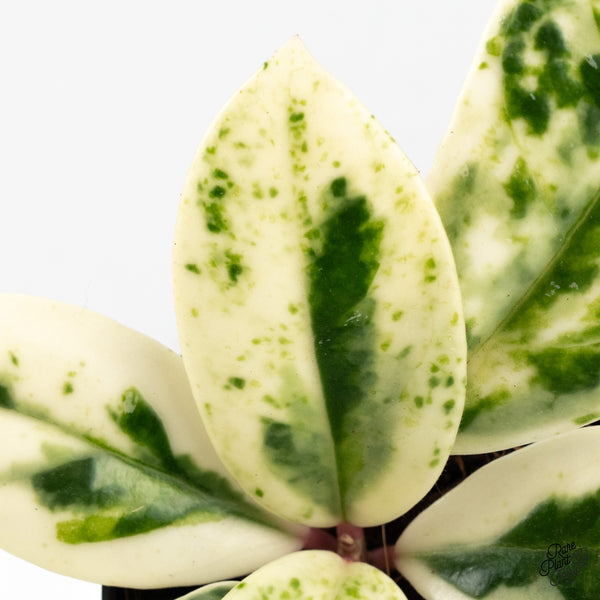 Hoya Carnosa 'Madara' (aka 'Snow Angel') (wk48-A)