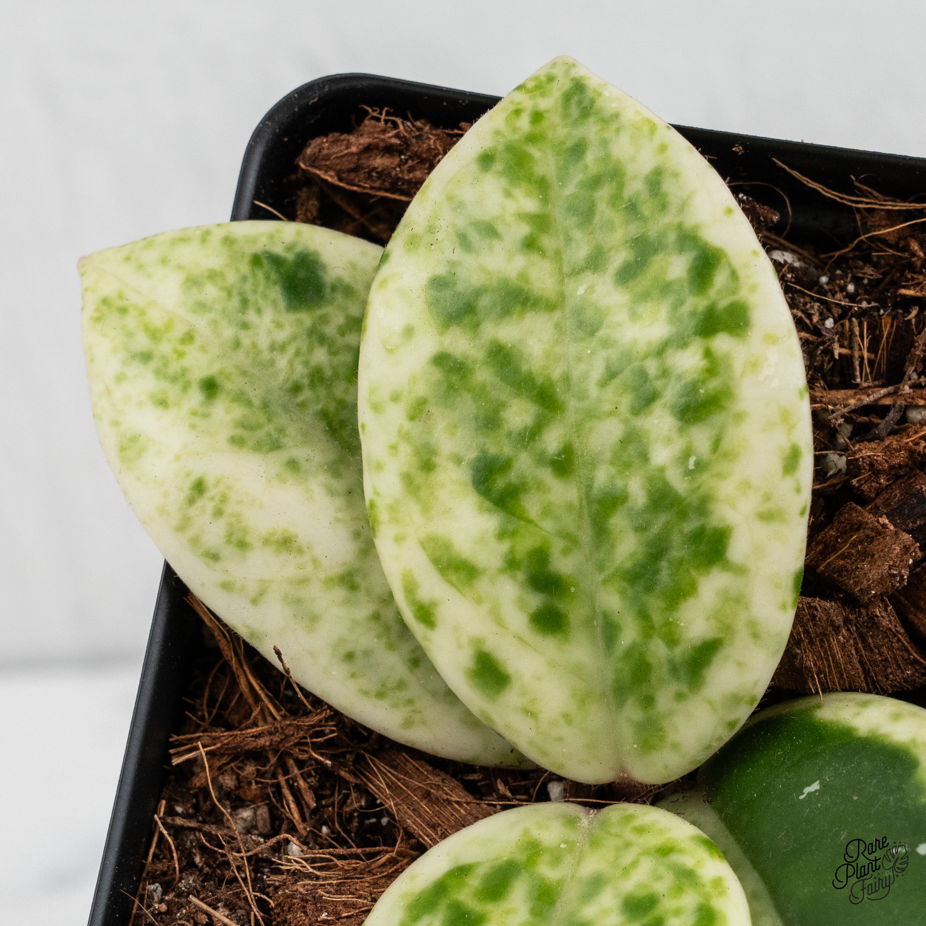 Hoya Carnosa 'Madara' (aka 'Snow Angel') (wk1-L) – Rare Plant Fairy