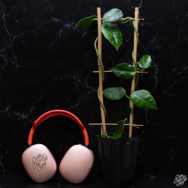 Hoya gigas *Grower's Choice*