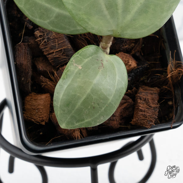 Hoya 'Latifolia' Silver (wk44-A)