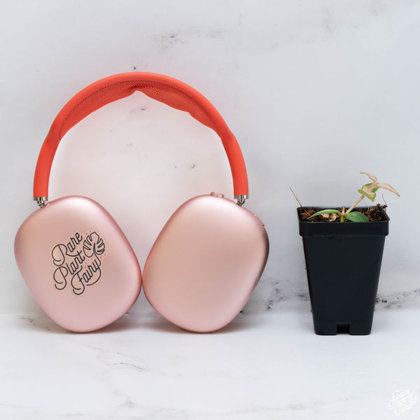 Hoya Bella 'Luis Bois' Inner Variegated *Grower's Choice*