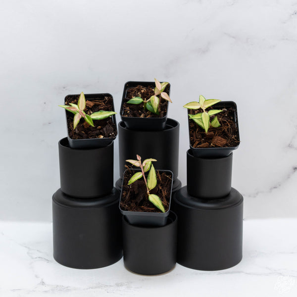 Hoya Bella 'Luis Bois' Inner Variegated *Grower's Choice*