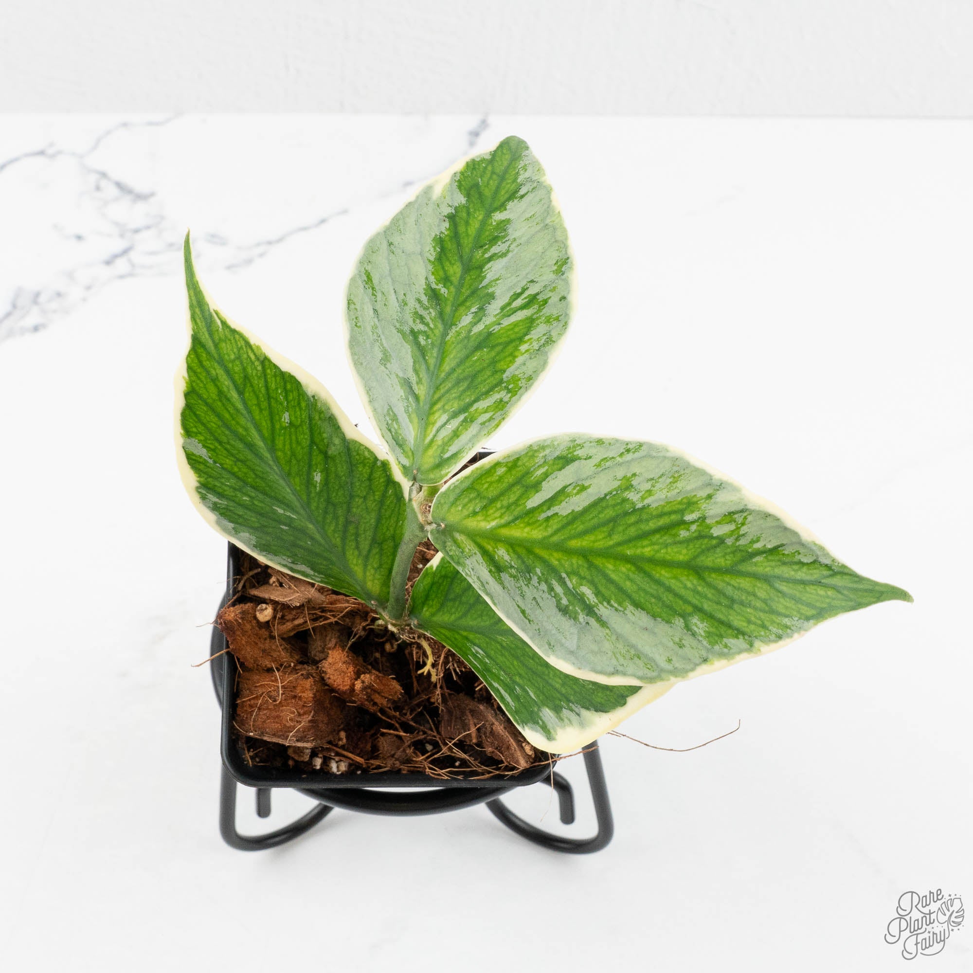 Hoya Polyneura Jasminka or Albomarginata Splash (wk16-A) – Rare