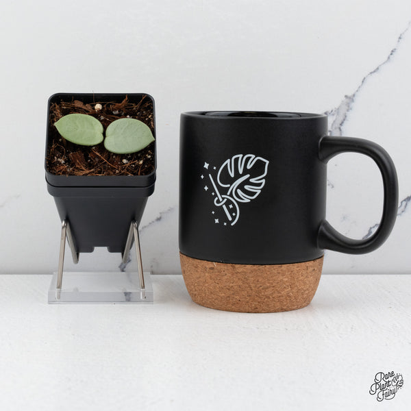 Hoya sp. 'Grey Fairy' (wk42-C)