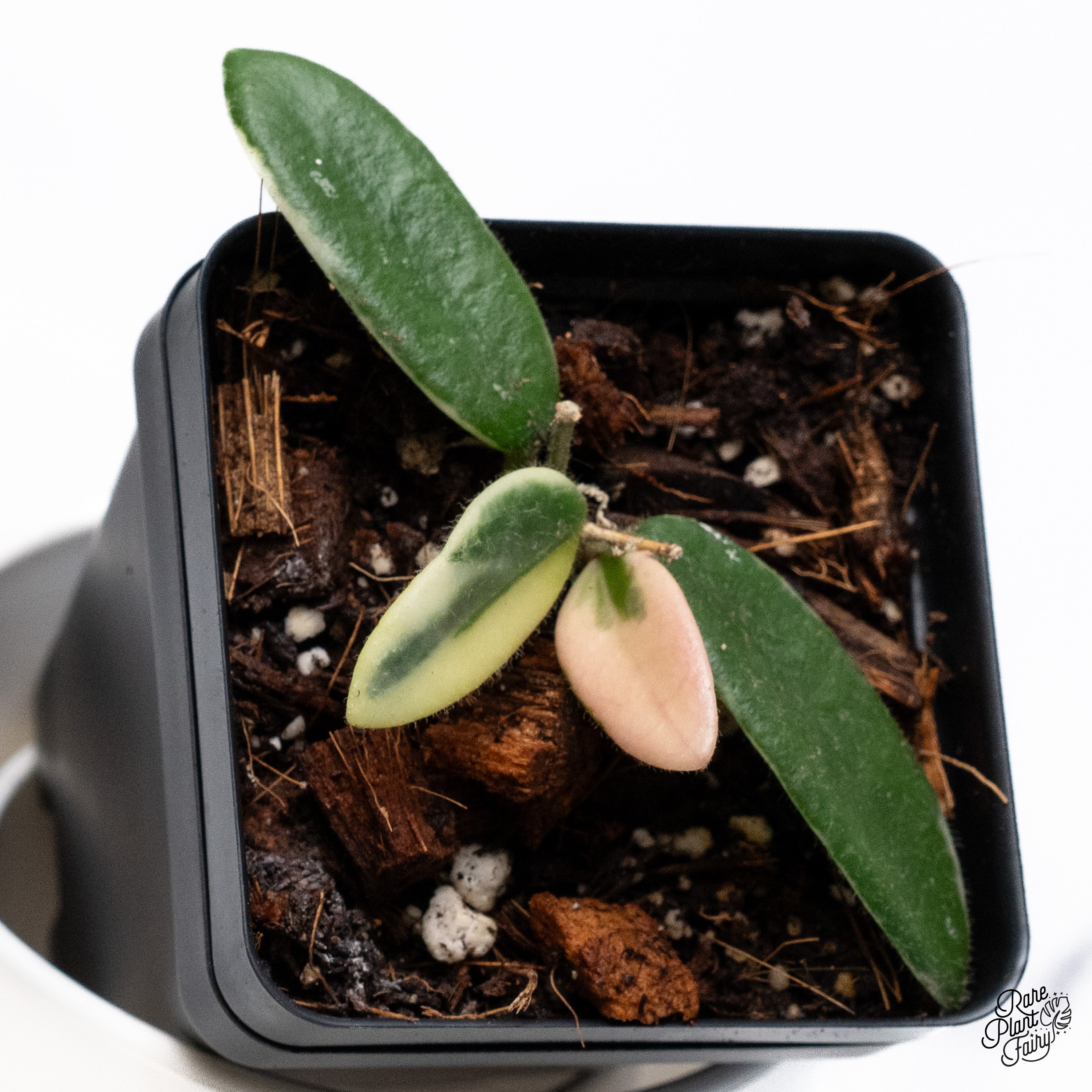 Hoya 'Lyi Prism' Pink Flower (wk36-B) – Rare Plant Fairy