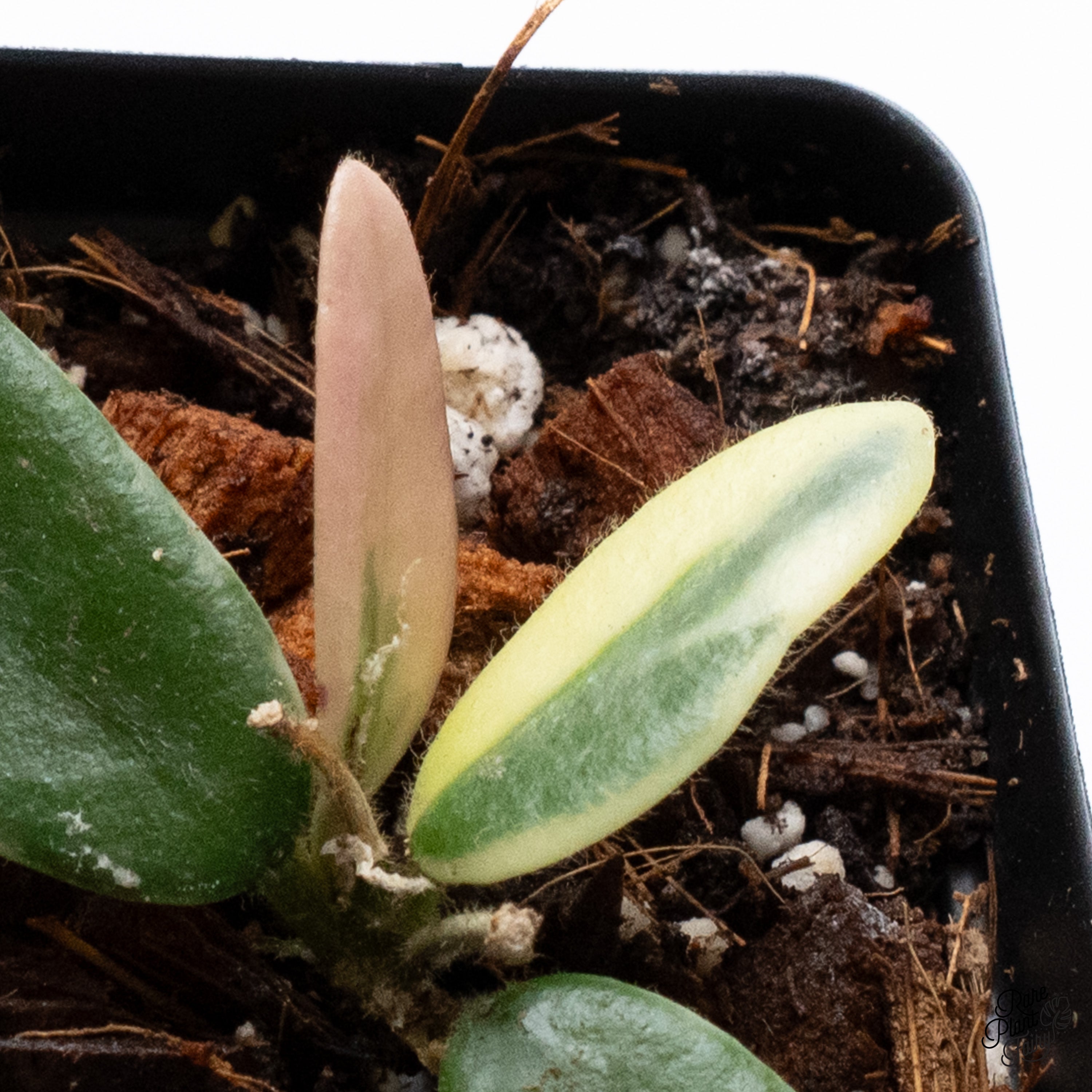 夏セールホヤ Hoya Lyi Prism thick leavesサクララン① 夏セールホヤ