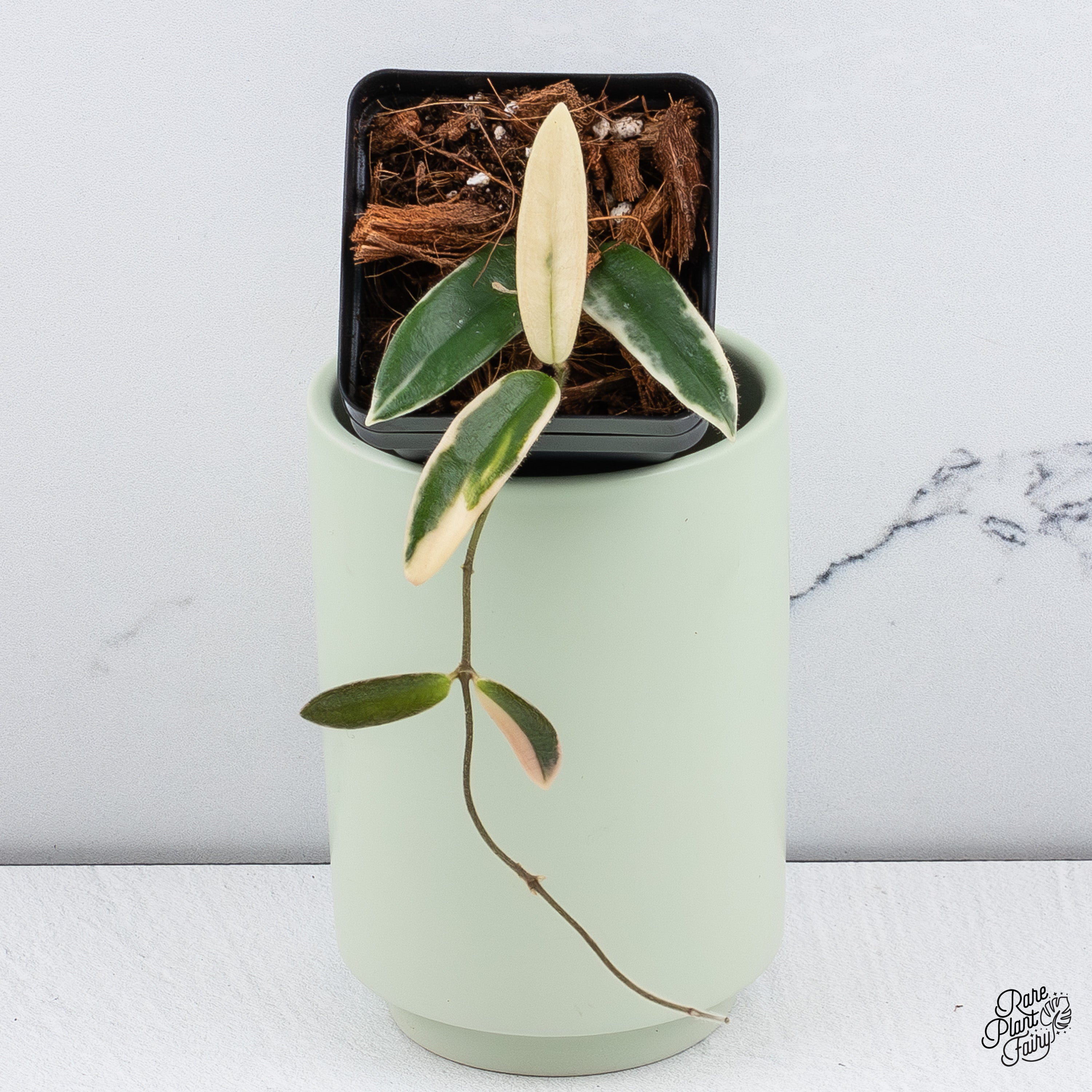 Hoya 'Lyi Prism' Pink Flower (wk38-B) – Rare Plant Fairy