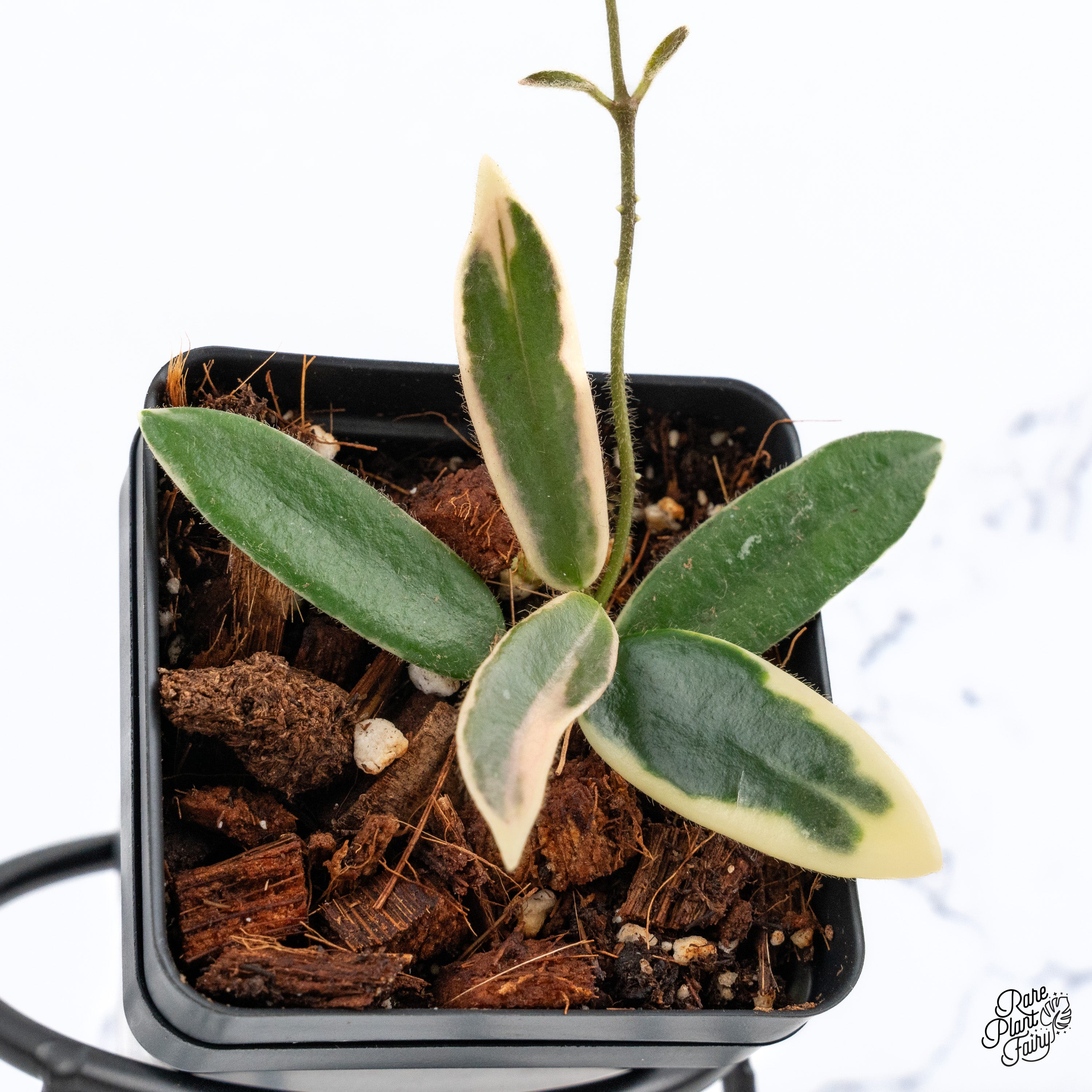 夏セールホヤ　Hoya Lyi Prism thick leavesサクララン① 夏セールホヤ Hoya Lyi Prism thick leavesサクララン① - メルカリ