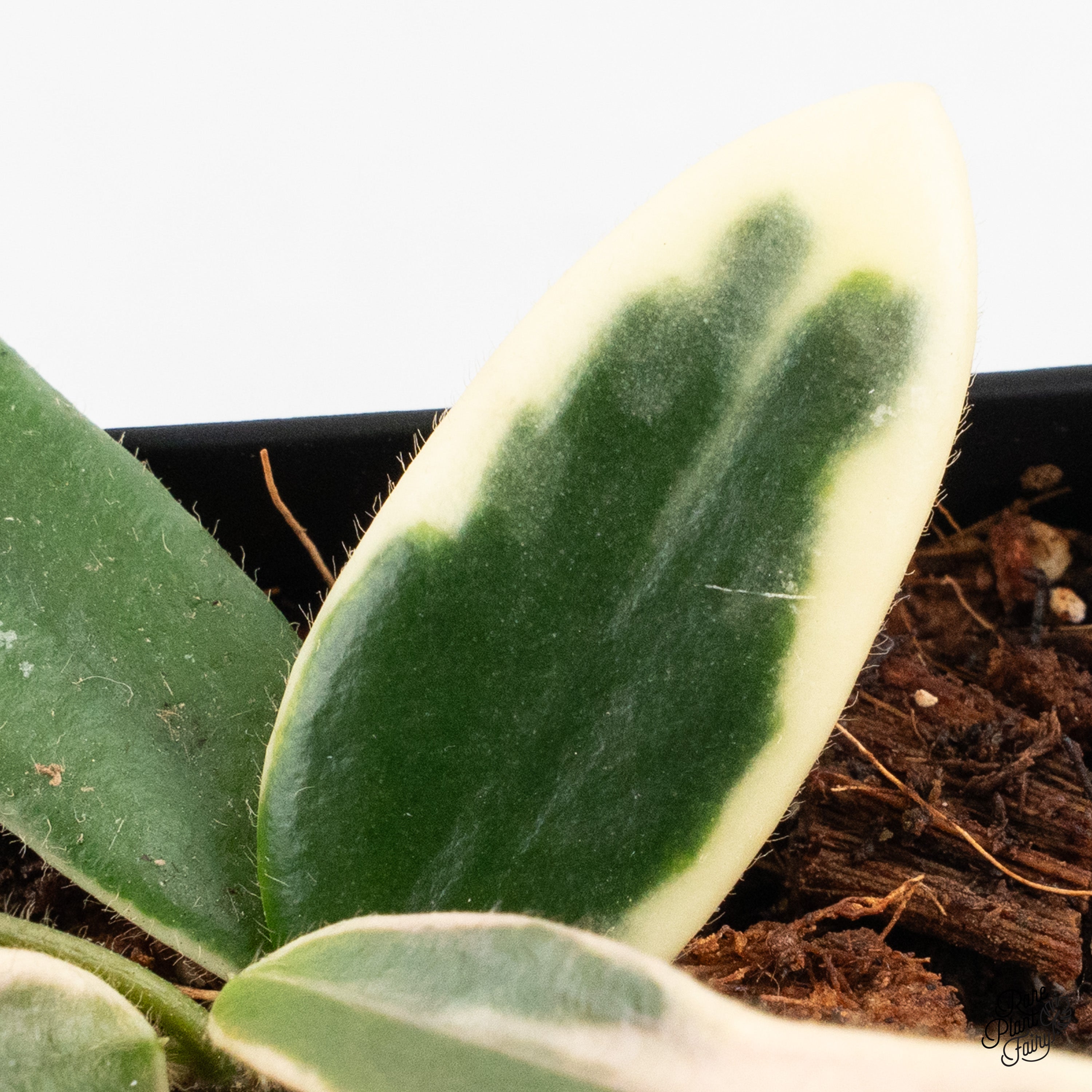 夏セールホヤ　Hoya Lyi Prism thick leavesサクララン① 夏セールホヤ Hoya Lyi Prism thick leavesサクララン② - メルカリ