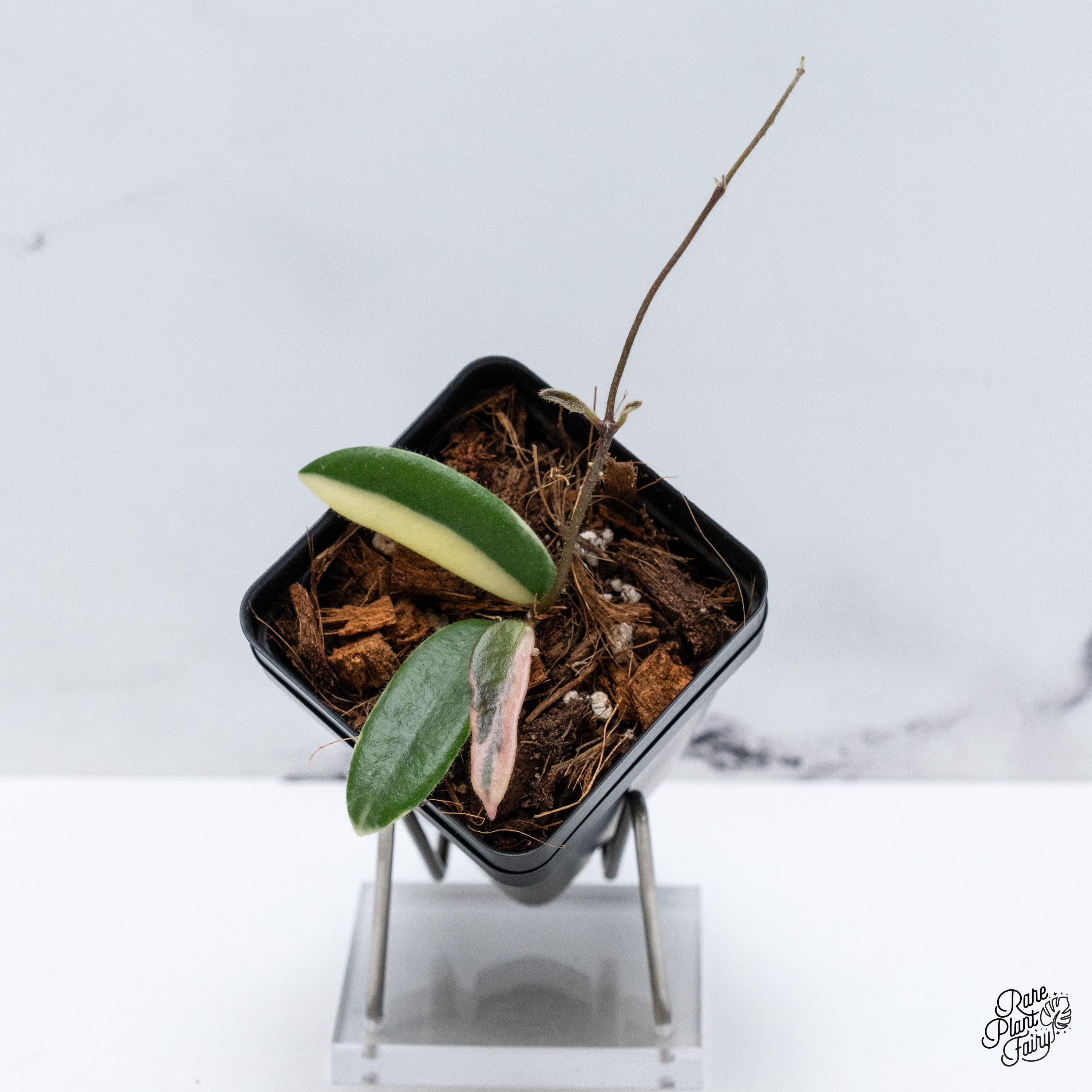 Hoya 'Lyi Prism' Pink Flower (wk40-A) – Rare Plant Fairy