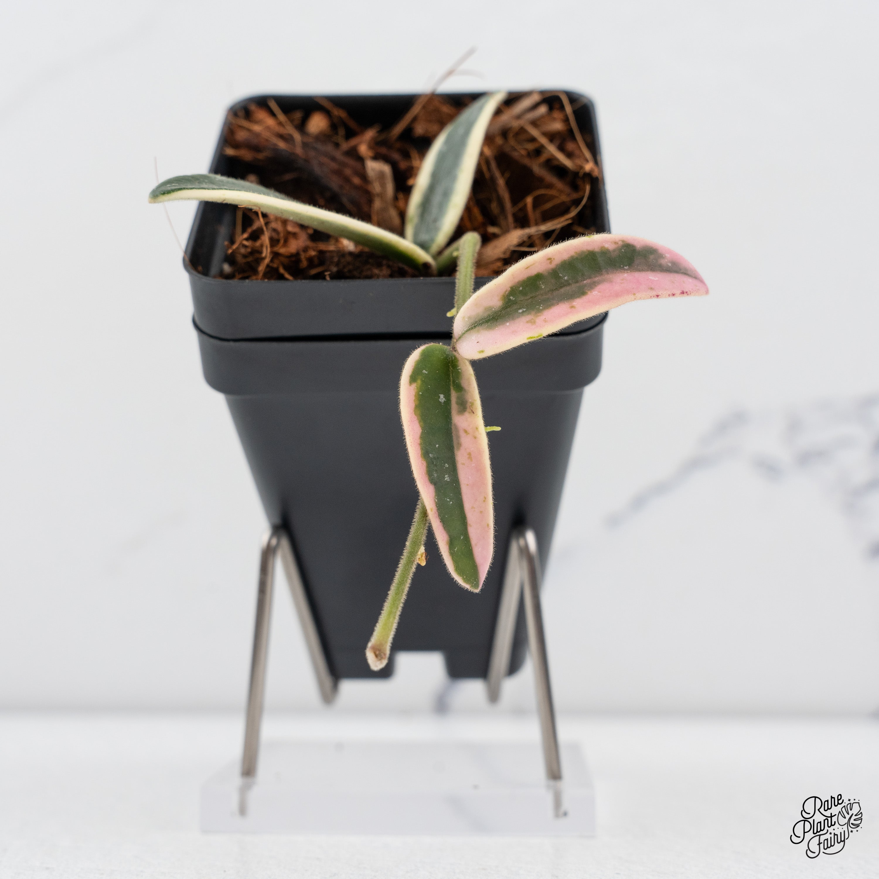 夏セールホヤ　Hoya Lyi Prism thick leavesサクララン① 夏セールホヤ Hoya Lyi Prism thick leavesサクララン① - メルカリ