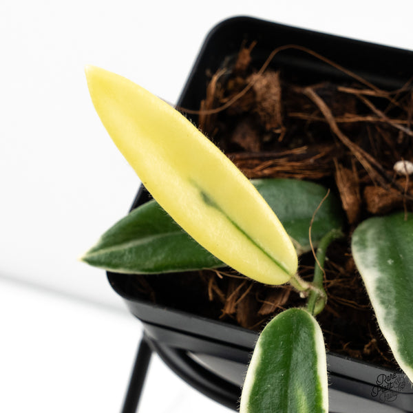 Hoya 'Lyi Prism' Pink Flower (wk48-F)