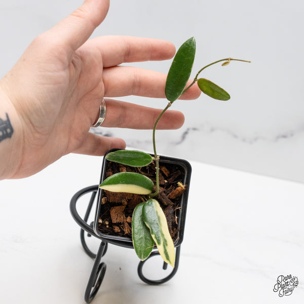 Hoya 'Lyi Prism' Pink Flower (wk49-C)