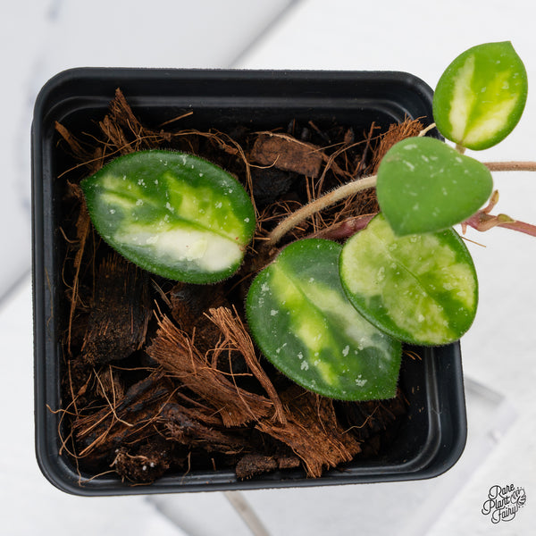 Hoya 'Mathilde' Inner Variegated (wk42-B)