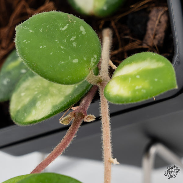 Hoya 'Mathilde' Inner Variegated (wk42-B)