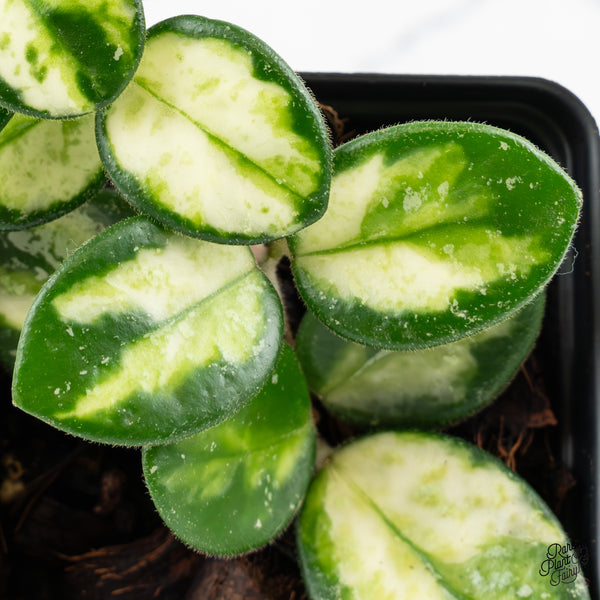 Hoya 'Mathilde' Inner Variegated (wk47-D)