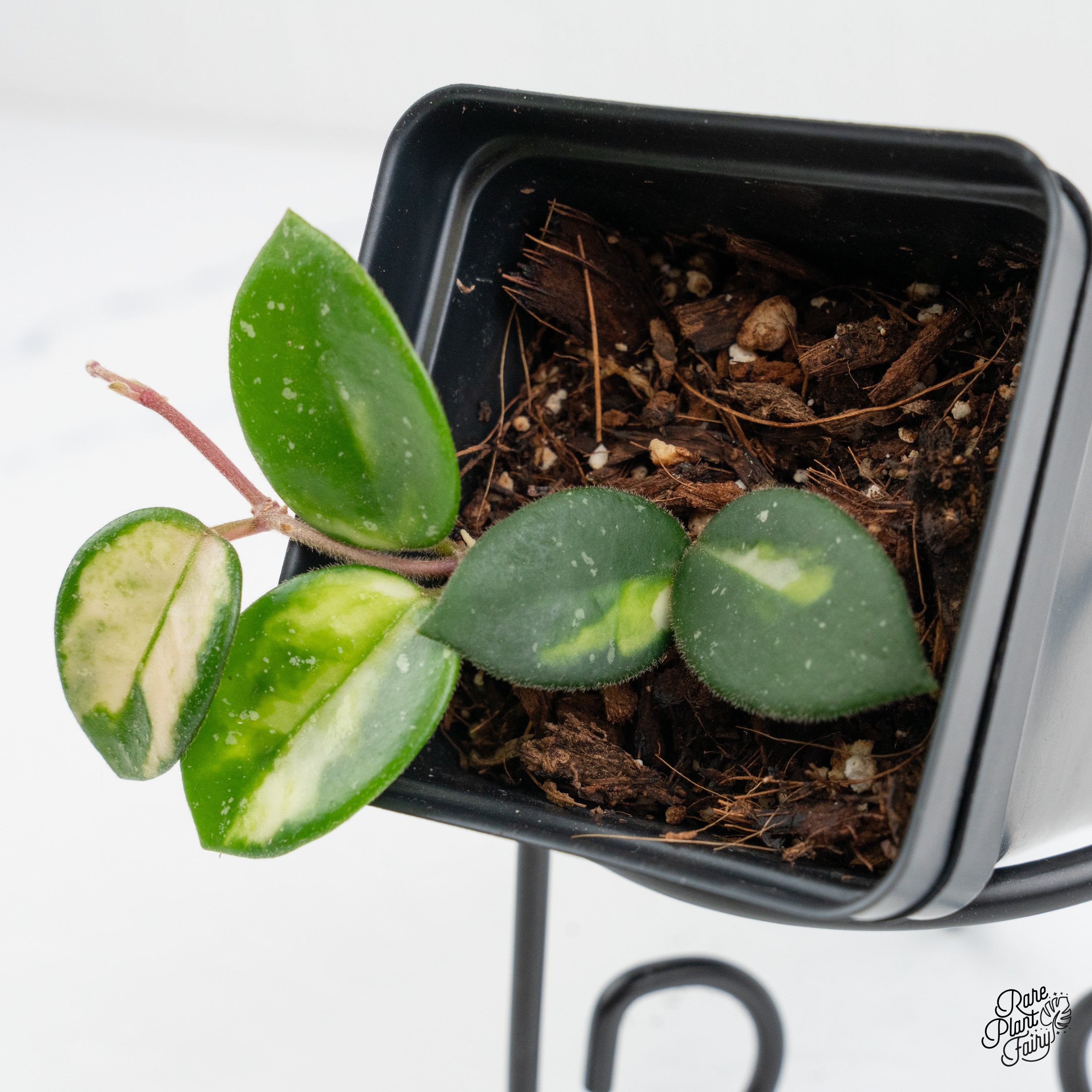 Hoya 'Mathilde' Inner Variegated (wk1-H) – Rare Plant Fairy