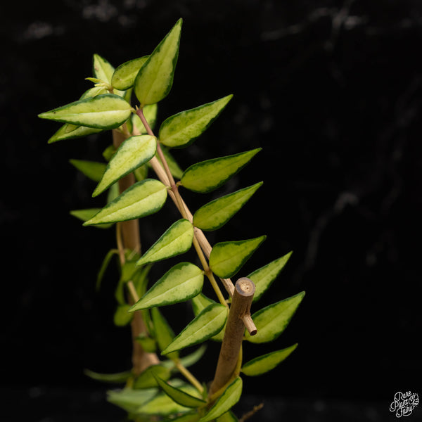 Hoya Bella 'Luis Bois' Inner Variegated *Grower's Choice*