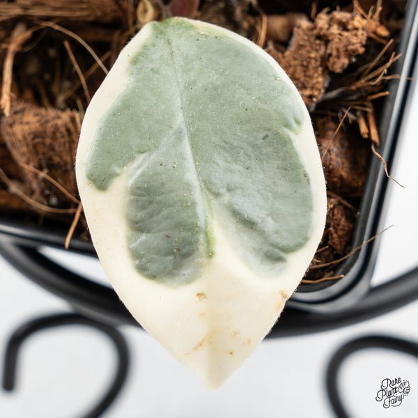 Hoya Carnosa 'Argentea Picta' (wk43-C)