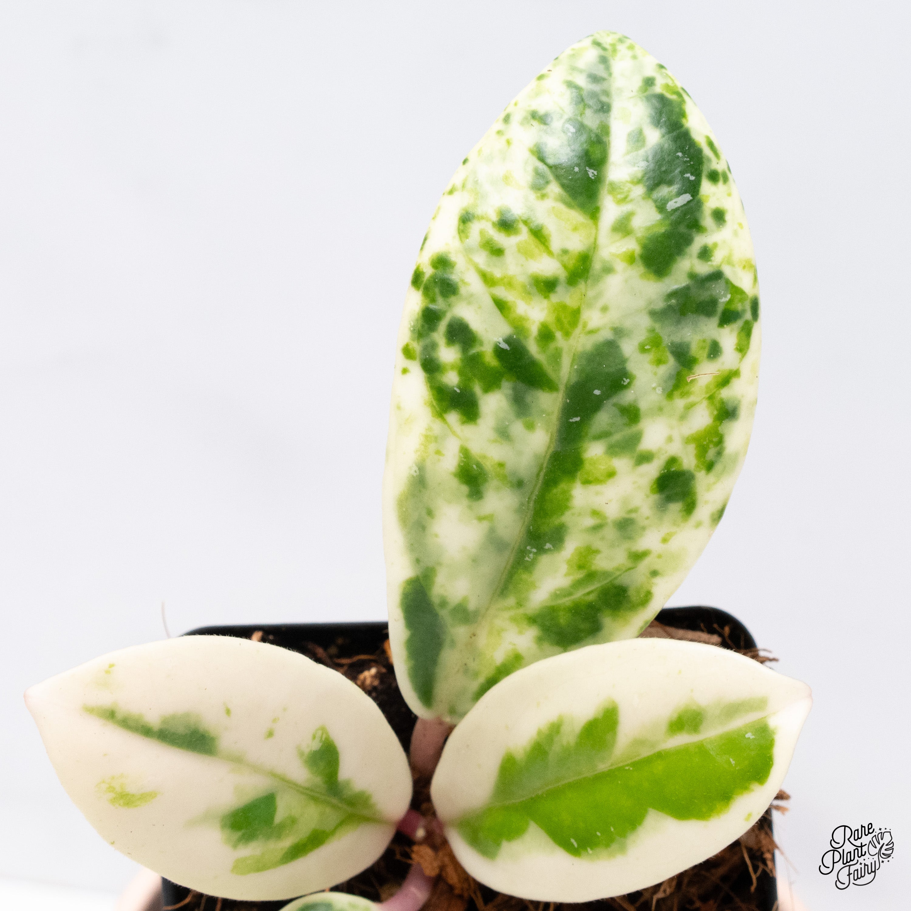 その他観葉植物 Hoya carnosa ' Madara  angel' Hoya Carnosa 'Madara' (aka 'Snow Angel') (wk37-G) – Rare